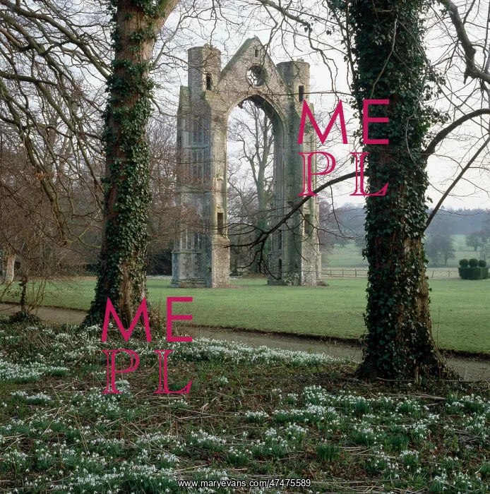 : Walsingham Abbey ruins with snowdrops : Walsingham Abbey ruins with snowdrops