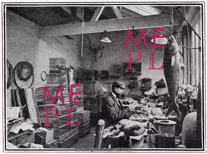 : Walter Rothschild's Museum at Tring 1908 : Walter Rothschild's Museum at Tring 1908