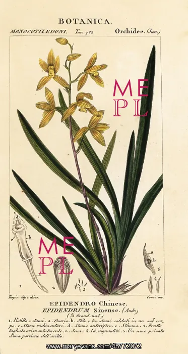 : Wan dai-fu orchid, Cymbidium sinense : Wan dai-fu orchid, Cymbidium sinense