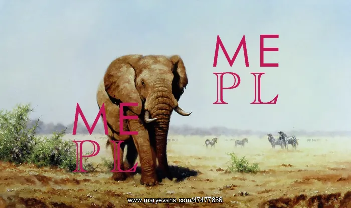 : The Wanderer ' Elephant with Zebras : The Wanderer ' Elephant with Zebras