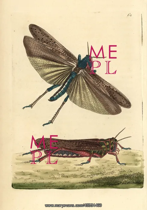 : Wandering or migratory locust, Gryllus migratoria : Wandering or migratory locust, Gryllus migratoria