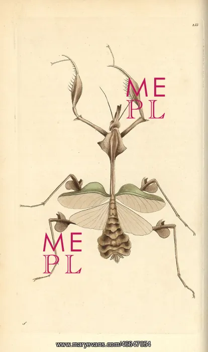 : Wandering violin mantis, Indian rose mantis : Wandering violin mantis, Indian rose mantis