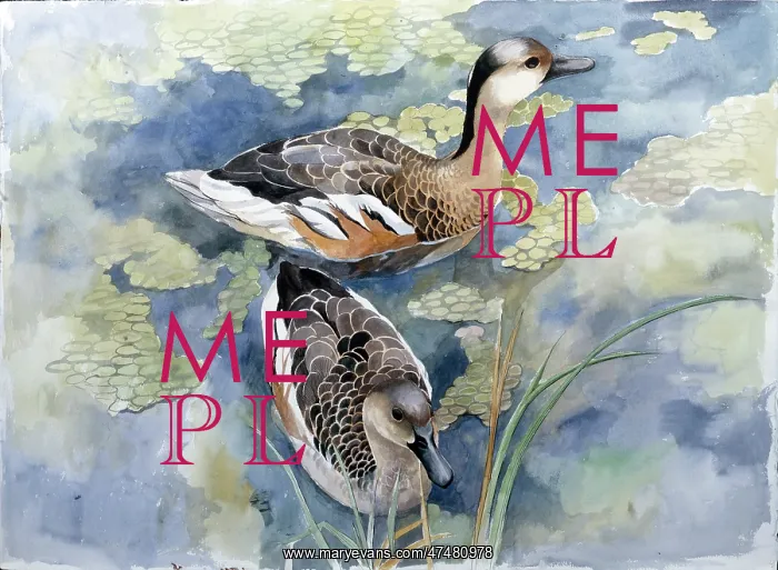 : Wandering Whistling Duck ' Australian : Wandering Whistling Duck ' Australian