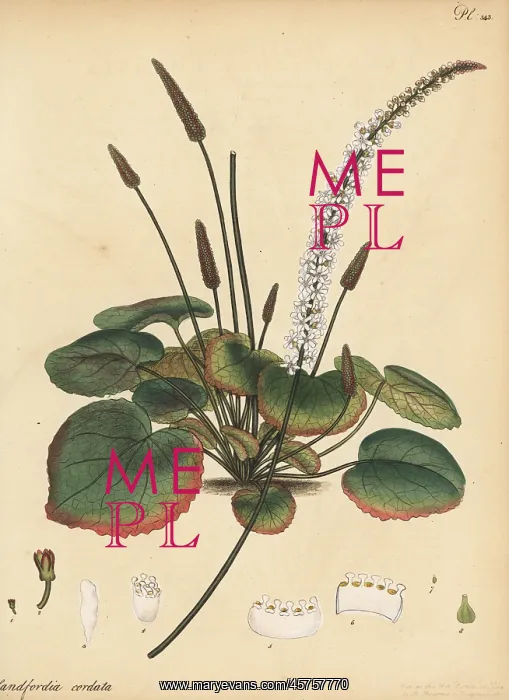  : Wandplant, Galax aphylla