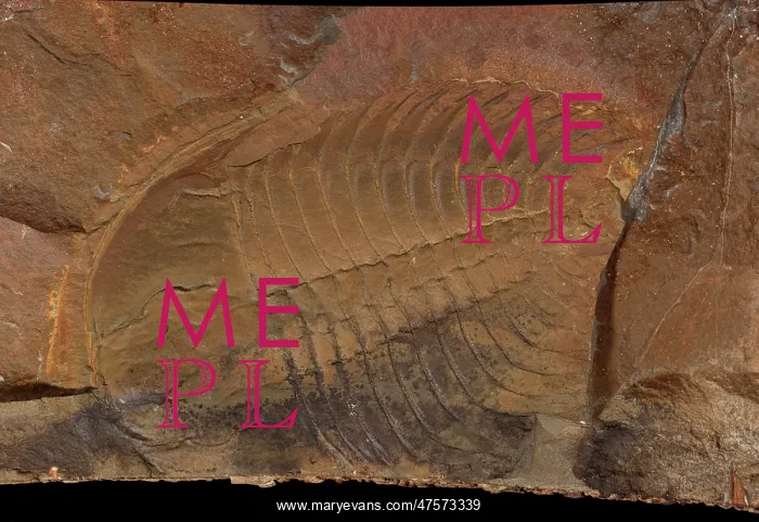 : Wanneria walcottana, trilobite : Wanneria walcottana, trilobite