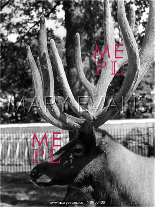 : WAPITI DEER : WAPITI DEER