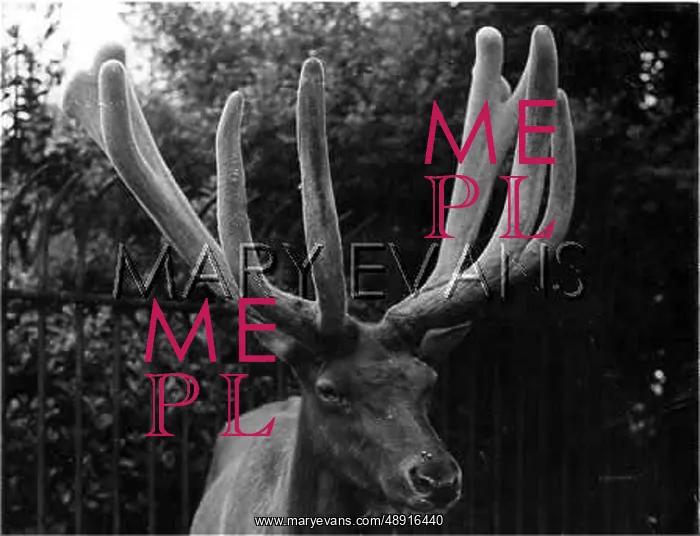 : WAPITI DEER : WAPITI DEER