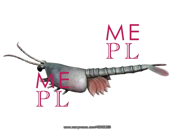 : Waptia is an extinct arthropod from the Cambrian of Canada : Waptia is an extinct arthropod from the Cambrian of Canada