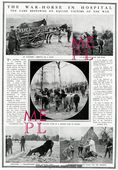 : The War-horses in hospital 1915 : The War-horses in hospital 1915