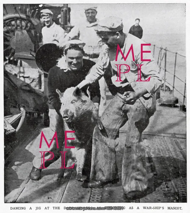 : War-Ship Mascot the Irish Hog 1915 : War-Ship Mascot the Irish Hog 1915