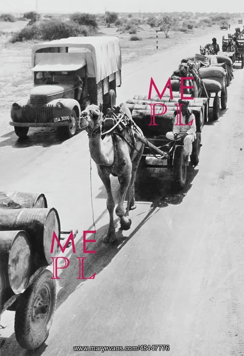 : War supplies are transported by camels on : War supplies are transported by camels on