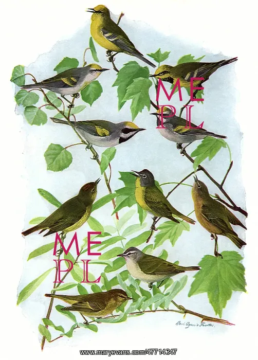  : Warblers