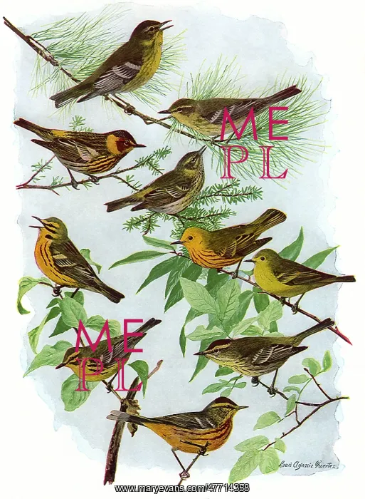  : More Warblers