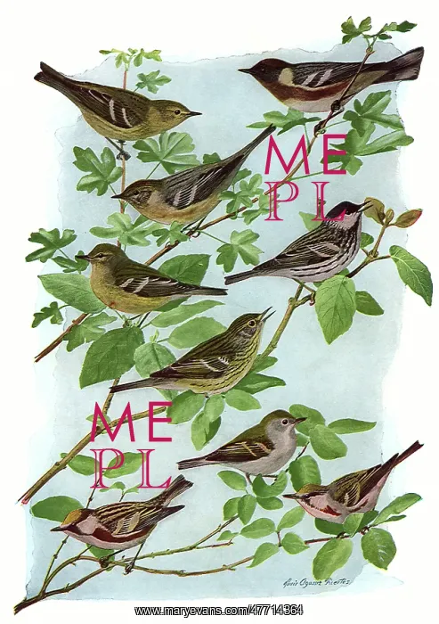 : Yet More Warblers