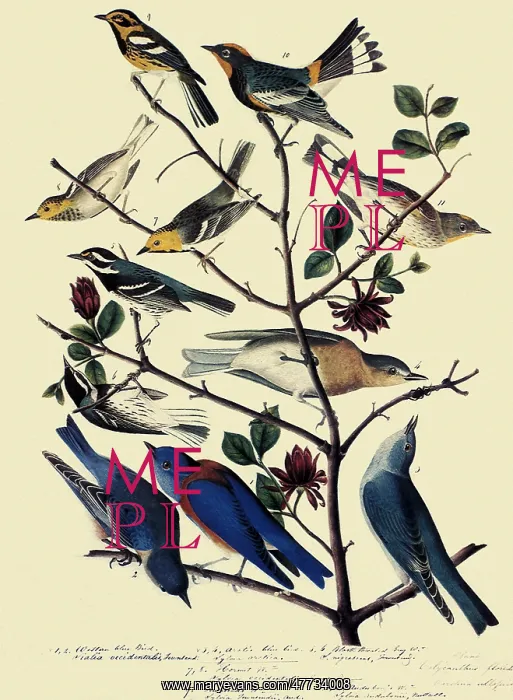  : Warblers and Bluebirds
