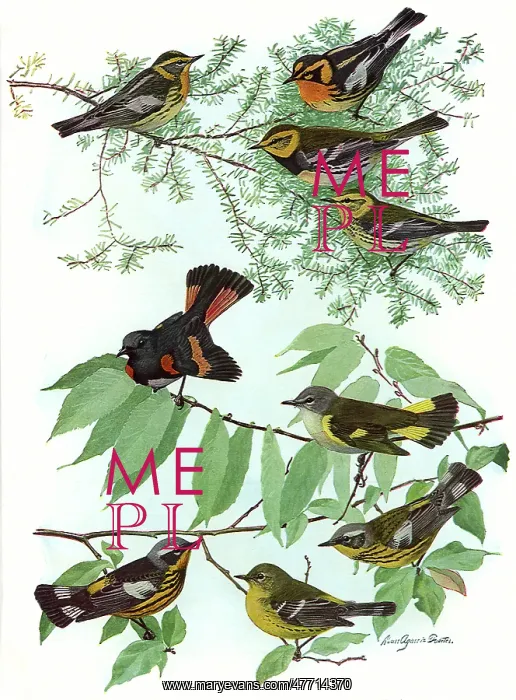 : Warblers and Redstart : Warblers and Redstart