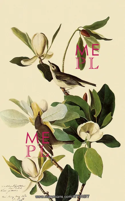  : Warbling Vireos