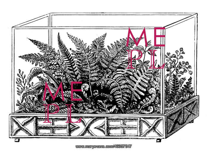  : Wardian case with ferns