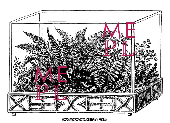  : Wardian case with ferns