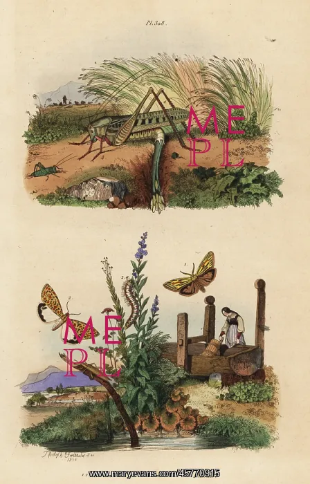 : Wart biter locust, moths and beetle : Wart biter locust, moths and beetle
