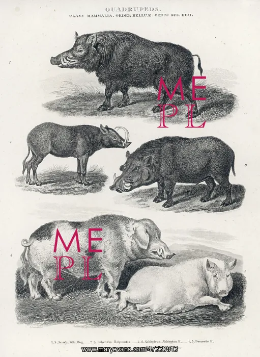  : WART HOGS / VARIOUS