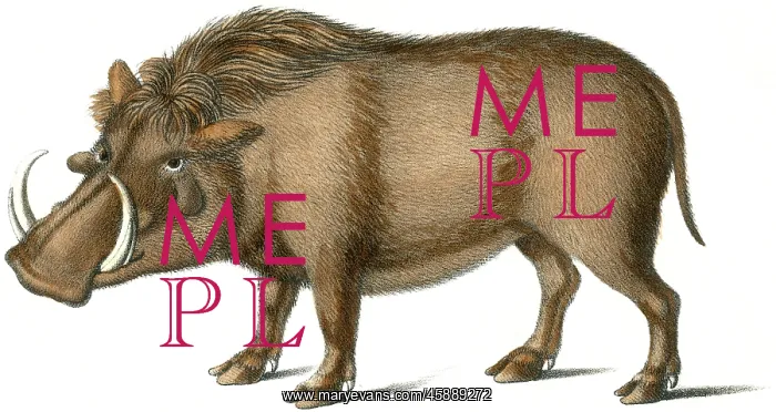 : warthog - animal - nature tusks : warthog - animal - nature tusks