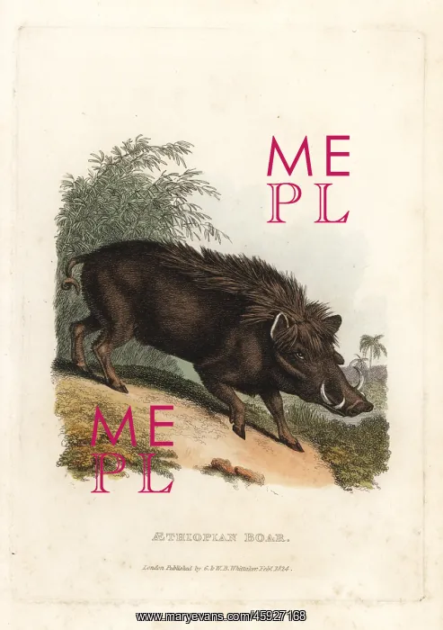 : Warthog, Phacochoerus africanus : Warthog, Phacochoerus africanus
