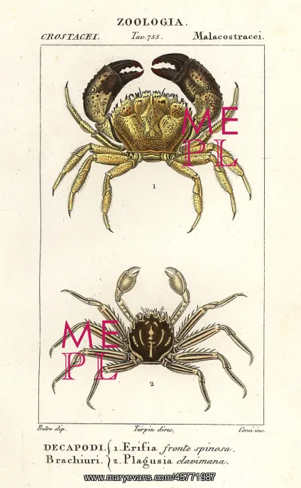 : Warty crab and flat rock crab : Warty crab and flat rock crab