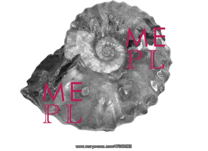 : Wasatchites tridentinus, ammonoid : Wasatchites tridentinus, ammonoid