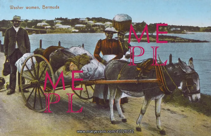 : Washer Women - Bermuda : Washer Women - Bermuda