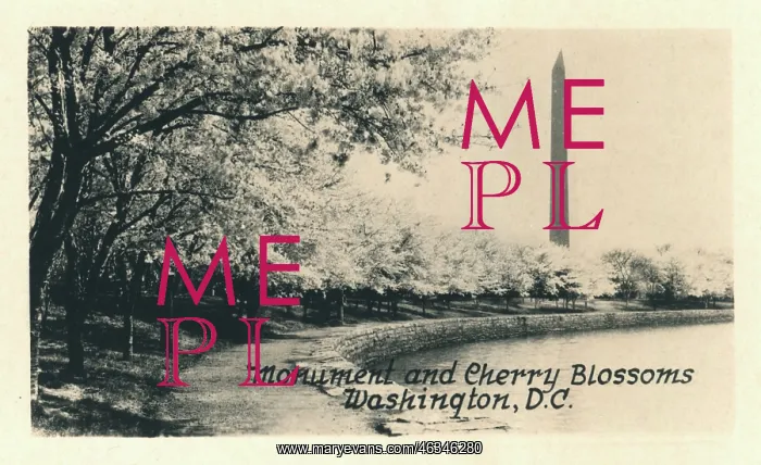 : Washington DC, USA - Monument and Cherry Blossoms : Washington DC, USA - Monument and Cherry Blossoms