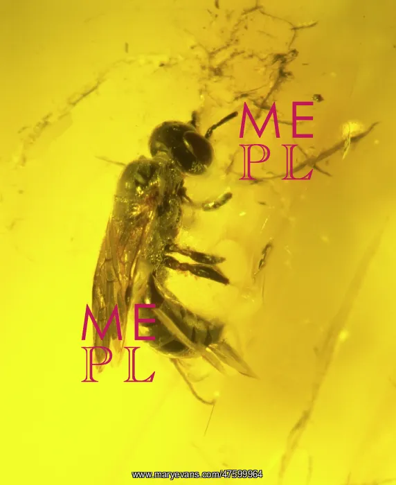: Wasp in amber : Wasp in amber