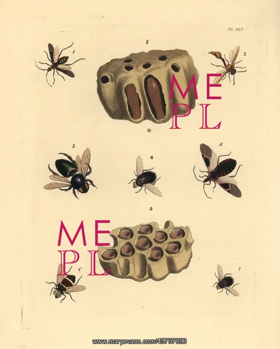 : Wasps, bees, flies and dauber nest : Wasps, bees, flies and dauber nest