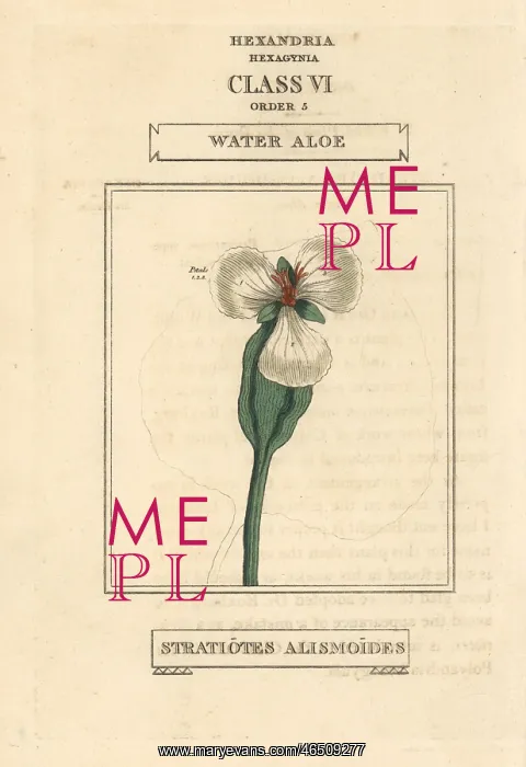 : Water aloe, Ottelia alismoides : Water aloe, Ottelia alismoides