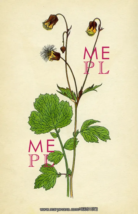  : Water Avens
