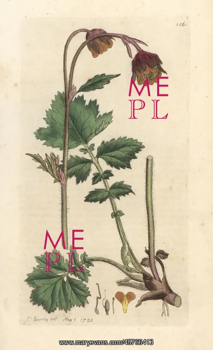 : Water avens, Geum rivale : Water avens, Geum rivale
