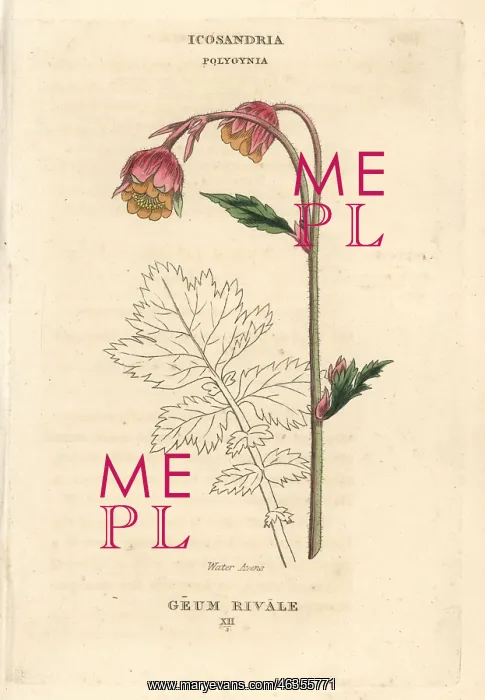 : Water avens, Geum rivale : Water avens, Geum rivale