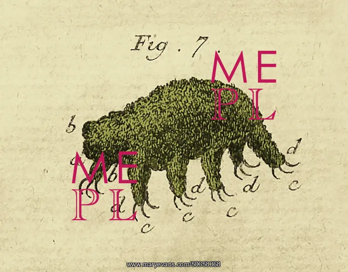 : Water Bear or Tardigrade, First Observation, 1777 : Water Bear or Tardigrade, First Observation, 1777