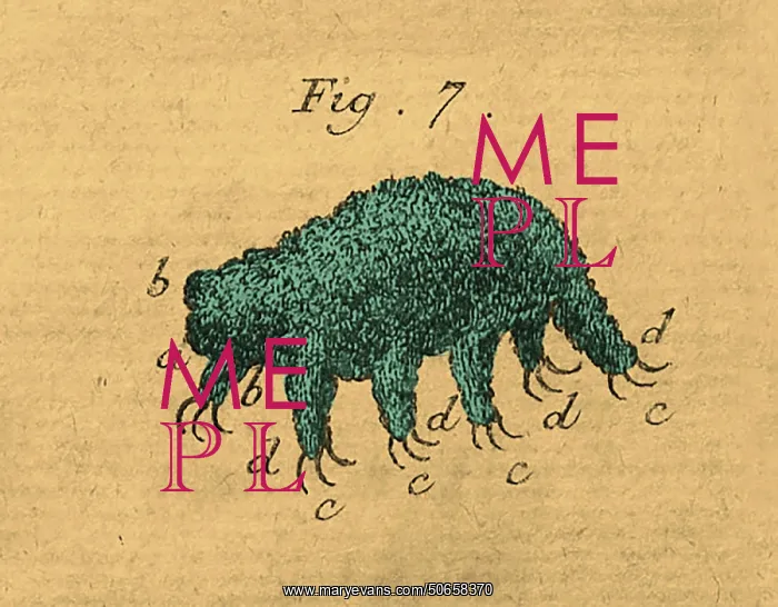 : Water Bear or Tardigrade, First Observation, 1777 : Water Bear or Tardigrade, First Observation, 1777
