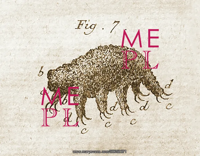 : Water Bear or Tardigrade, First Observation, 1777 : Water Bear or Tardigrade, First Observation, 1777