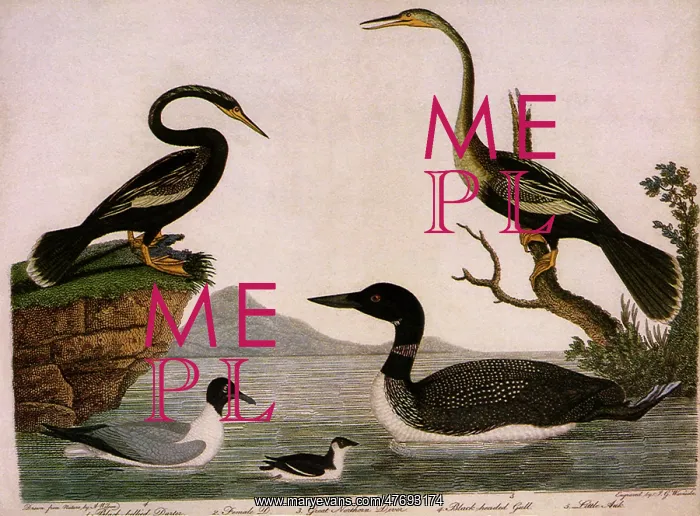 : Five Water Birds : Five Water Birds
