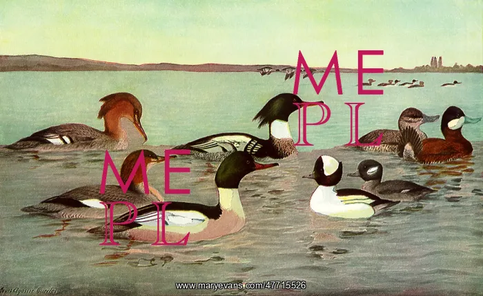  : Water Birds
