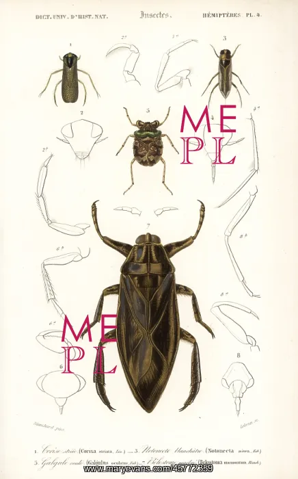 : Water boatman, water bug and toad bug : Water boatman, water bug and toad bug