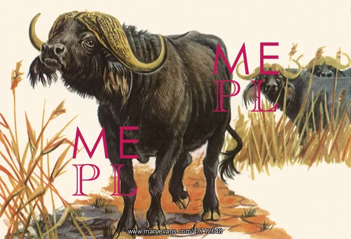  : Water Buffalo