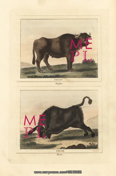 : Water buffalo and American bison : Water buffalo and American bison