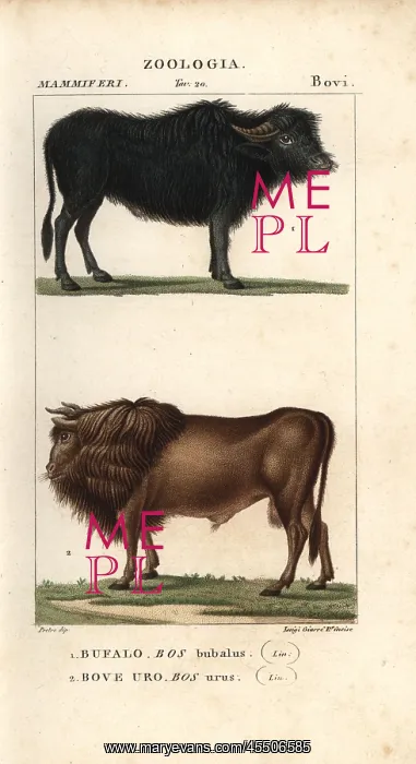 : Water buffalo, Bubalus bubalis, and extinct : Water buffalo, Bubalus bubalis, and extinct