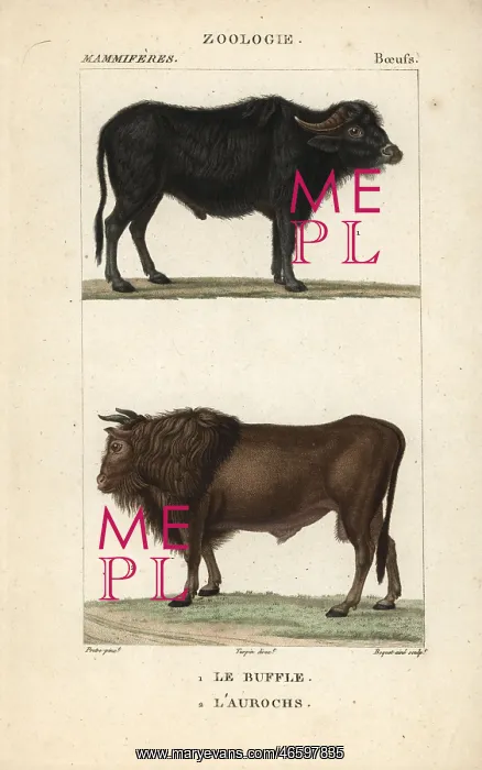 : Water buffalo, Bubalus bubalis, and extinct : Water buffalo, Bubalus bubalis, and extinct