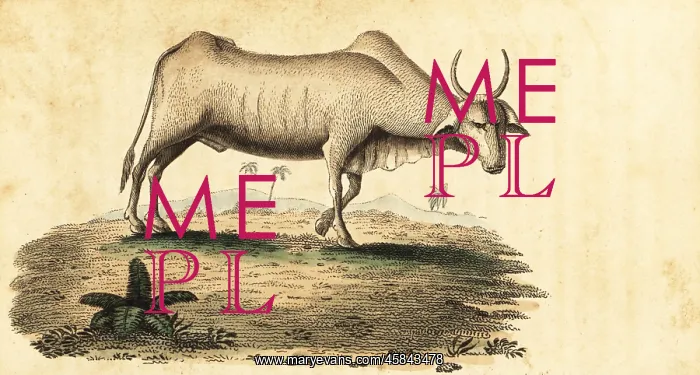 : Water buffalo, Bubalus bubalus : Water buffalo, Bubalus bubalus