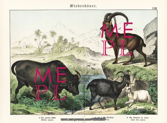 : Water buffalo, goats and Alpine ibex : Water buffalo, goats and Alpine ibex