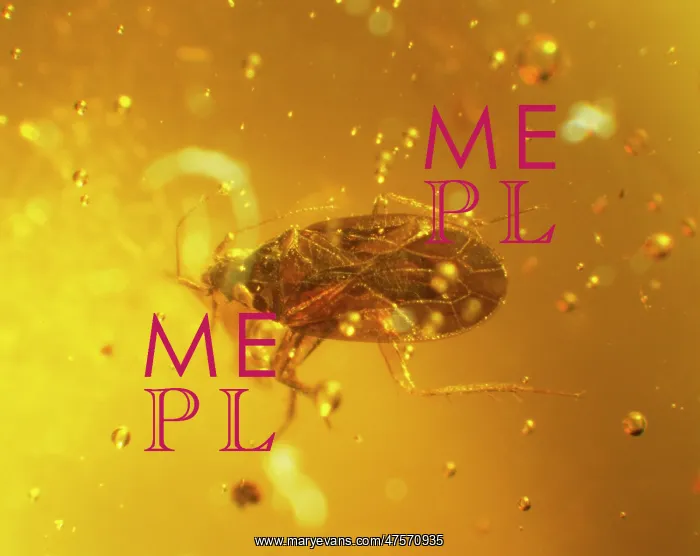 : Water bug in amber : Water bug in amber